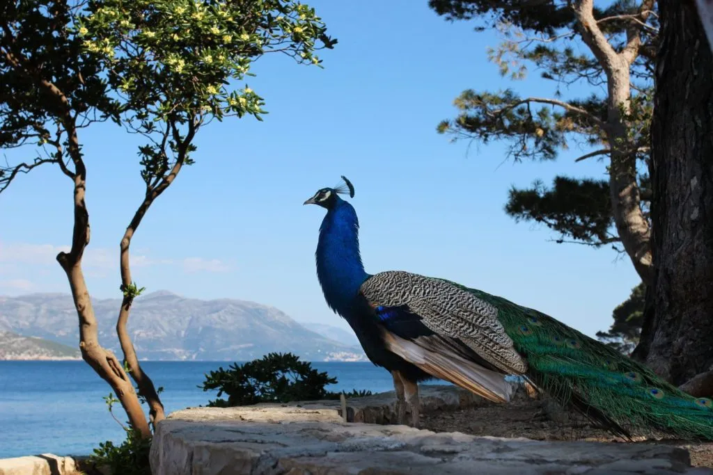 Lopud island peacocks scaled